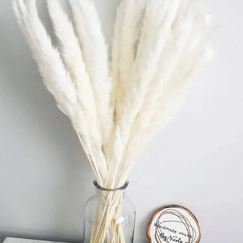 Dried Natural Pampas Grass - Boho Home Decor & Events