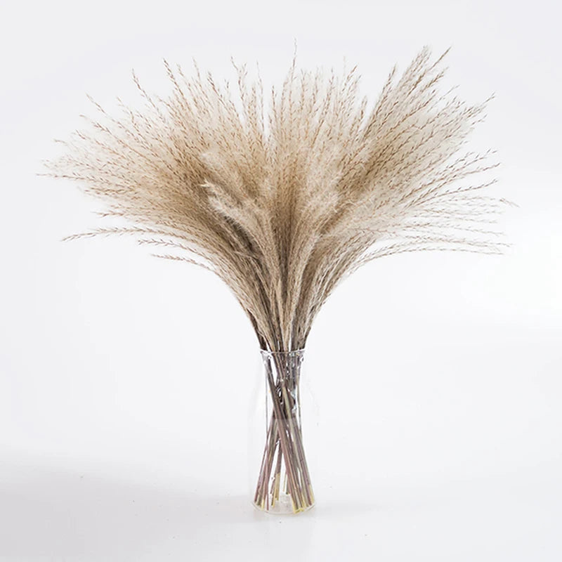 Dried Natural Pampas Grass - Boho Home Decor & Events