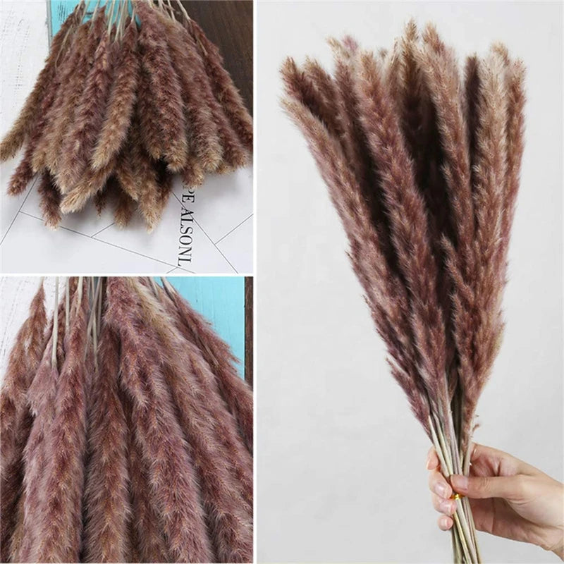 Dried Natural Pampas Grass - Boho Home Decor & Events